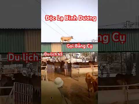 Độc lạ bình dương gọi bằng cụ #doclabinhduong #docla