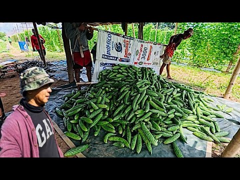 2ND HARVEST KALAHATING TONELADA NA
