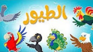 أنشودة الطيور قناة أسرتنا