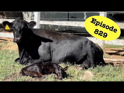 It’s Like a Second Calving Season