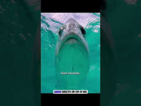 Fish vs Bird: Battle Over the Water