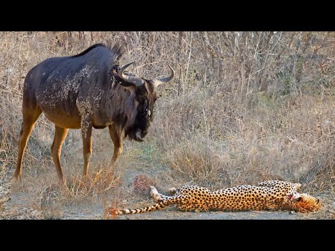 Wildebeest Fiercely Counterattacks, Seriously Injuring Cheetah To Save Its Calf