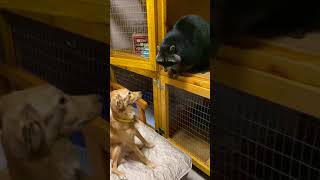 Best Funny Animal Videos 2023 - Funniest Dogs And Cats Videos 😅 😇 Cute Animal video😍 Cute Animals