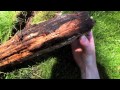 Evolution of Animal Behavior