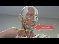 Muscle Functions and Actions