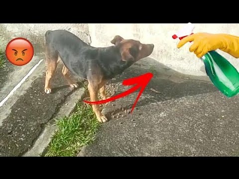 Olha o que aconteceu com a mulher que jogou álcool no cachorro