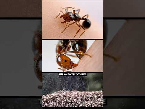 🐜 Do Ants Bite or Sting? Actually, 3 Weapons