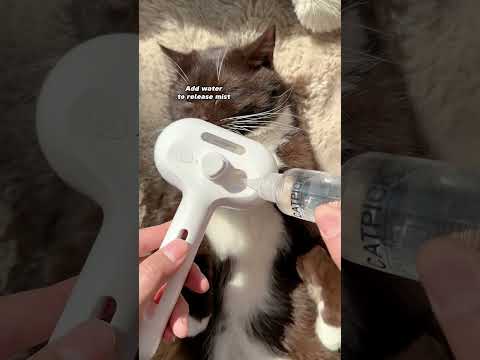 Transform Grooming Time with This Amazing Brush! #cats #kittens