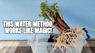 Incredible Rooting Results for Grape Cuttings – Simple and Effective!