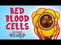 Exploring the Role of Red Blood Cells in Our Body