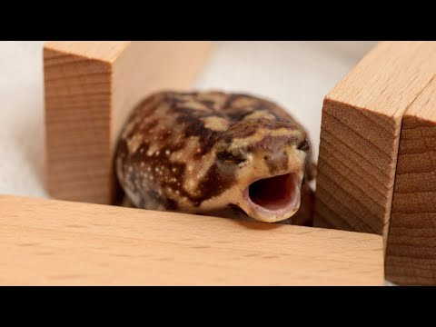 you laugh 1,5 times, you lose