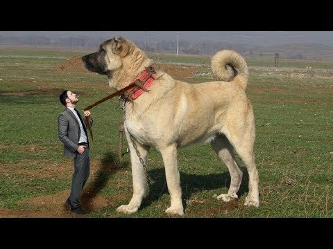 GERÇEK BIR DEV ANADOLU ASLANI - ONE REAL GIANT ANATOLIAN LION