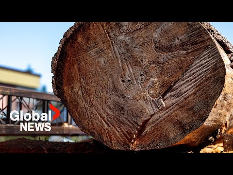 YouTube video thumbnail: “Devil in the Details”: Softwood Lumber Industry Reacts to new Federal Measures