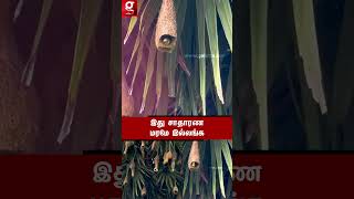 நூறு குடும்பங்களை வாழ வைக்கும் பொக்கிஷம்🤗பார்க்க பார்க்க ரசிக்க வைக்கும் குட்டி அரண்மனை😍 | Keeladi
