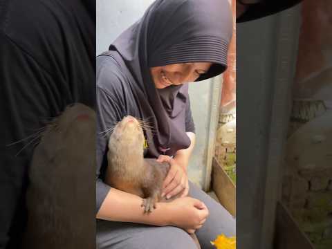 Sayang banget di manja?? #otter #rocky #mochy #animals #berangberang #shorts