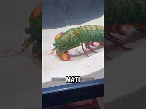 Paman Ini Menyesal Udang Mahalnya Turu 🥹