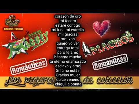 Románticas 🤠maguey y machos