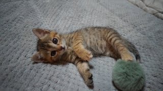 강아지 고양이 같이 키우면 안되는 이유