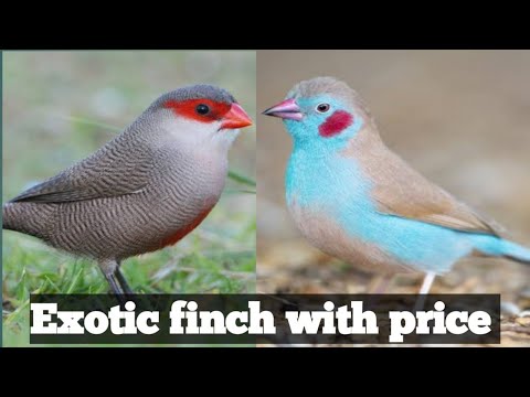 Finch Eggs Sale 09 2021