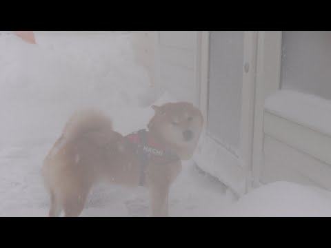 雪大好きな柴犬が二度も断念したやばい吹雪が、これ。