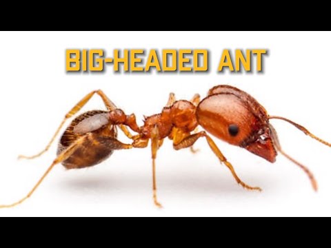 ant queens for sale ny