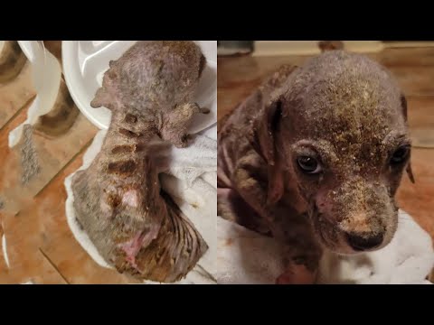 Heartbroken to see a poor puppy abandoned, suffering from severe mange and sickness!