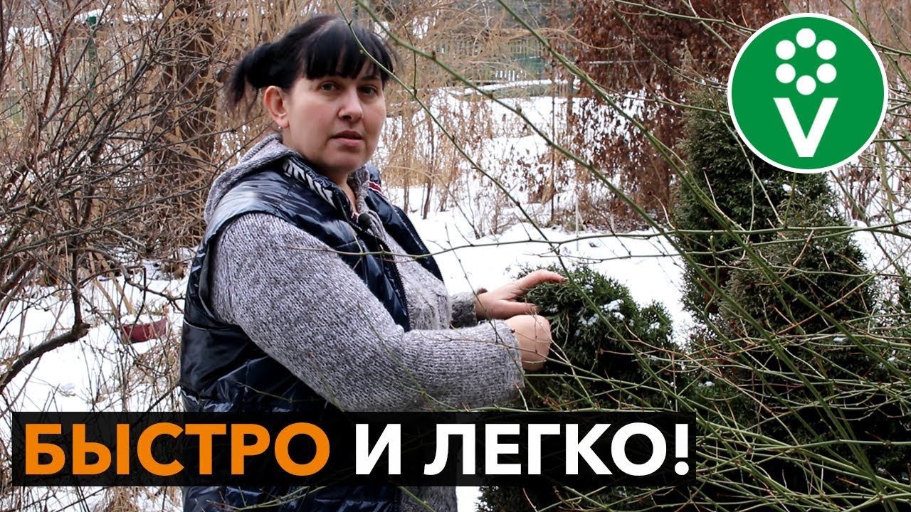 Как размножить тую черенками весной?