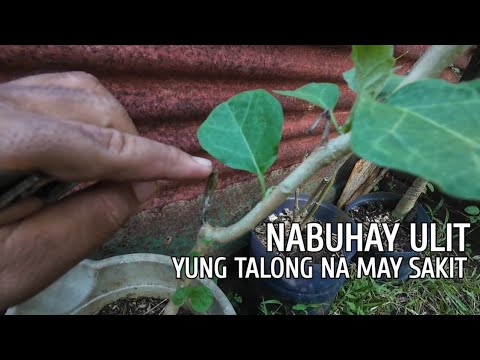 How to Regrow Eggplant para maging Bagong Tanim