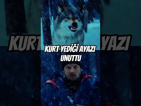 Kurt sayesinde Amerikan Gizli Servisini atlattı 🐺 #shorts #viralshorts