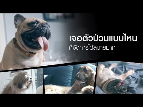 เจอตัวป่วนแบบไหนก็จัดการได้สบายมาก