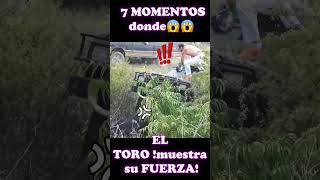 Estos TOROS🐂🐮 son unas bestias💪, | ¿alguna vez HAS VISTO👁‍🗨👁‍🗨 UN TORO LEVANTAR⏫ UN AUTO🚗?