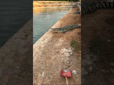 Crocodile farm🐊 #trending #crocodile #viralvideo #animals #fyp