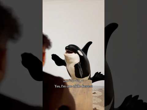 حوار مع  حوت الاوركا