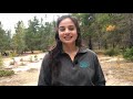 Grasshoppers and Crickets: Sound and Behavior