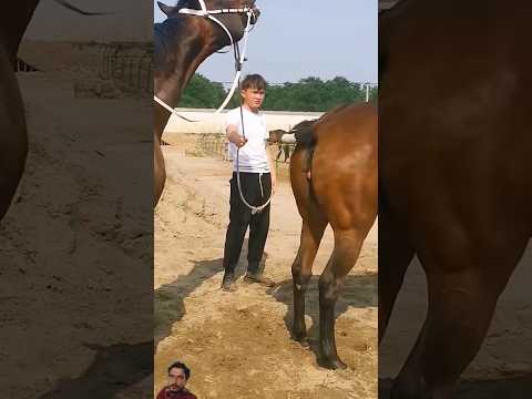 #horse #horseriding #animals #ytshots