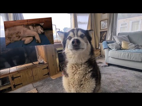 Husky denies it was him until he's shown evidence!