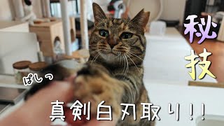 猫は1日何してるの？起きてから眠るまで密着してみた