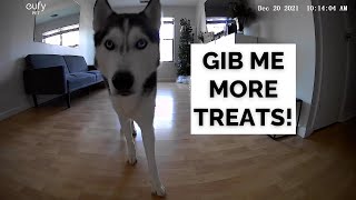 My dog demanded more treats from the camera!! WE CAUGHT HIM TALKING TO THE CAMERA!