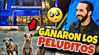 ¡BOMBA! CHIVO PET NO CERRARA SUS PUERTAS Y NAYIB QUITARA ALCALDES
