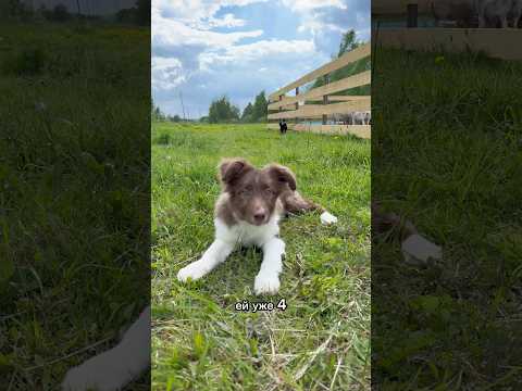 Новая собака на ферме 🤎🐶 #собака #бордерколли #овцы #ферма #дача