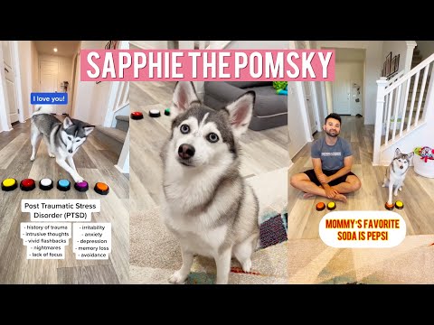 All Latest Sapphie the Pomsky Dog Tiktok Videos Compilation 2023 - The World's Sassiest Talking Dog