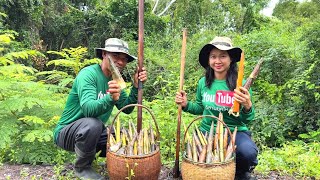 เก็บหน่อไม้ในป่าเขียวขจีที่ศรีสะเกษ ของดีราคางามแม่ค้ารับซื้อถึงที่ น้องคิมชอบชีวิตแบบนี้มาก