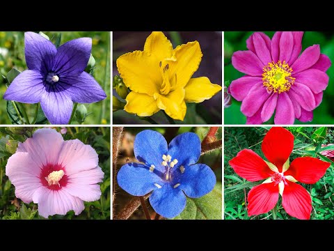 LISTA de FLORES MUY COLORIDAS para dar VIDA a tu JARDÍN