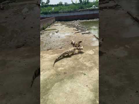 #crocodile #alligator #florida #everglades #miami #usa #travel #wildlife #nature #crocodiles