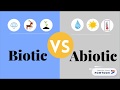 Analyzing Video Structure and Elements