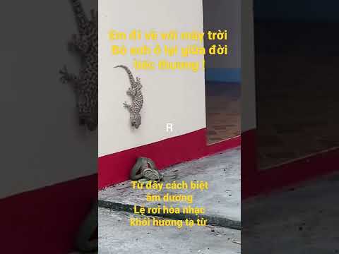 Giây phút mất người yêu của tắc kè #videocut123
