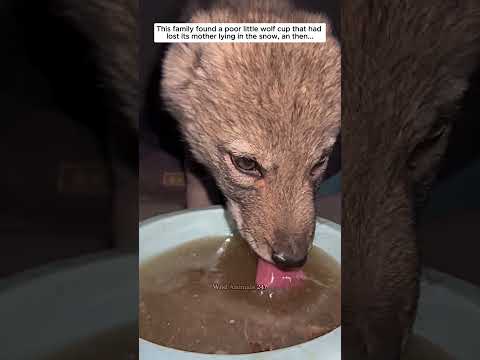 This man found a wolf cub alone and then saved it #wolf #wolfdog #short