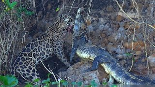 Jaguar struggles to drag caiman crocodile kill from the river in Brazil's Pantanal