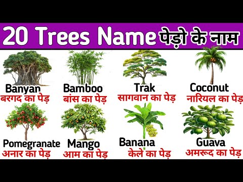 Trees Name | 20 Trees Name with Picture | पेड़ो के नाम | Plants Name for Kids | Kids Study Park