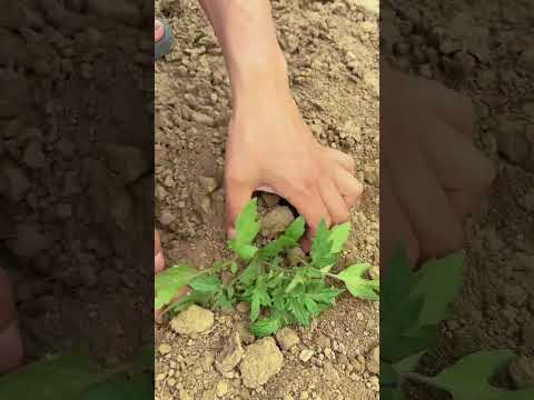 Tomato seedlings need to be laid down promptly so that root systems can develop properly #shorts